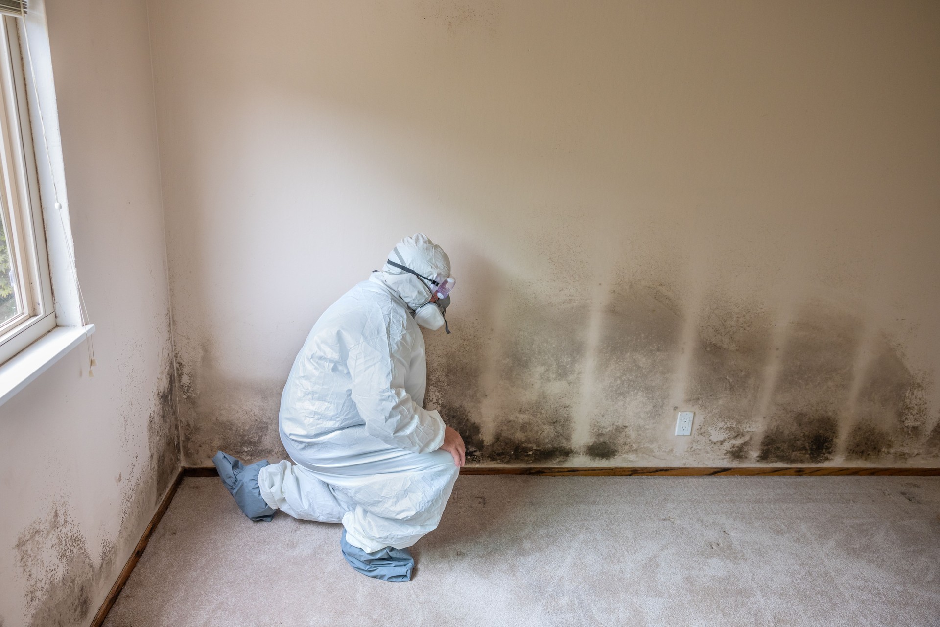 Home Mold Remediation